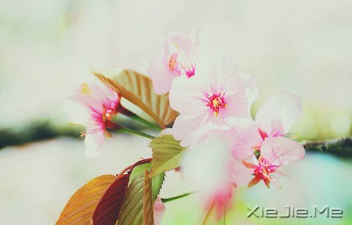 生命,只需要一个甜美的微笑 (6)