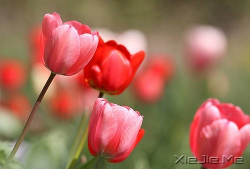 ������û��������Ȼ��ֻ���ĸ���Ը (3)