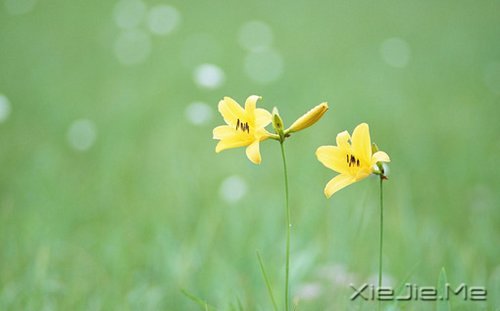 ������;���߹���֪��ǳ (1)