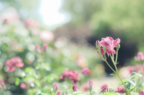 早安心语:浅浅遇,淡淡忘 (1)