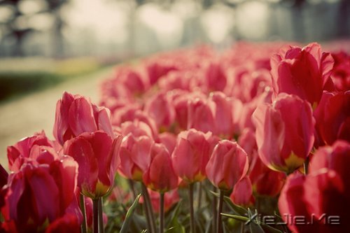 早安心语:浅浅遇,淡淡忘 (4)