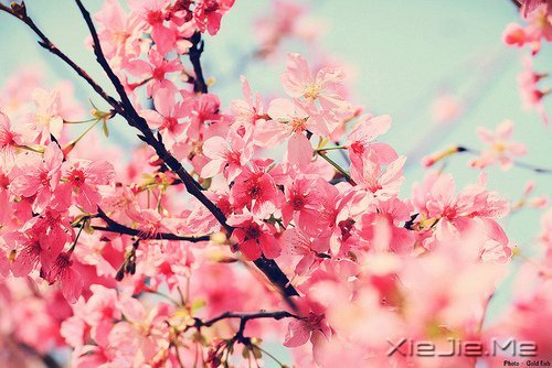 早安心语:脏话比谎言干净一千倍 (11)