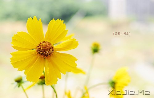 适当的放弃,是人生优雅的转身 (1)