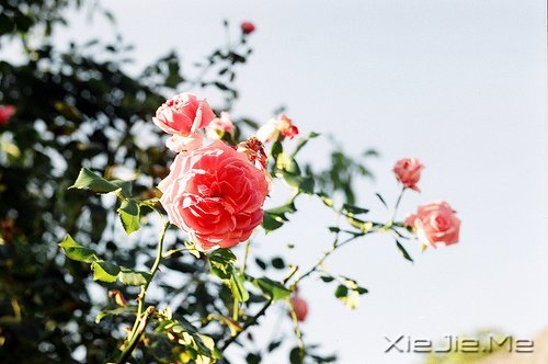 晚安心语:收拾心情,重新上路 (7)