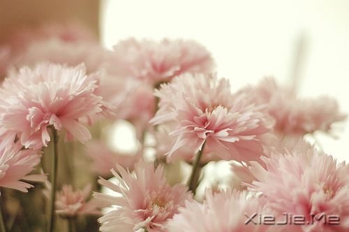 早安心语:忍不了痛苦,就见不到幸福 (3)