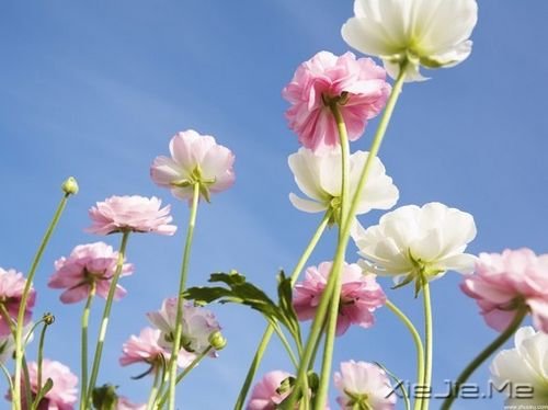 晚安心语:哭泣时没有肩膀依靠,那就仰起头 (8)