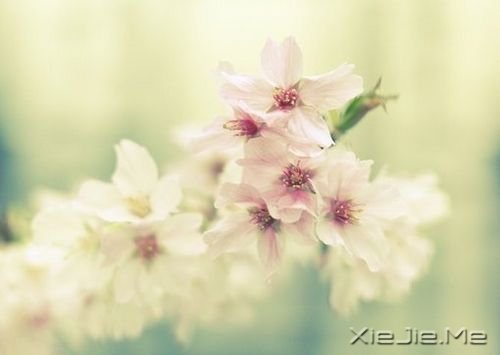 晚安心语:哭泣时没有肩膀依靠,那就仰起头 (9)