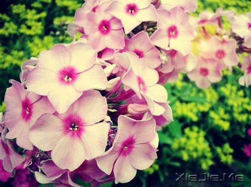 早安心语:就算世界荒芜,也总有一个人是你的信徒 (2)