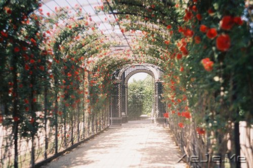 早安心语:成为自己想成为的人,这从来不迟 (6)