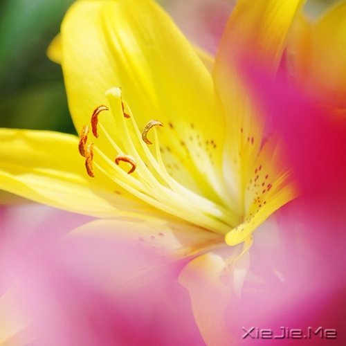 ����ľŴ��ǻ� (5)