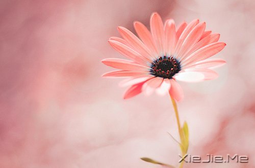 经典语录:只要适合自己,就是幸福 (12)